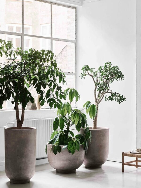 Planter SC45 – Bild 2